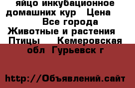 яйцо инкубационное домашних кур › Цена ­ 25 - Все города Животные и растения » Птицы   . Кемеровская обл.,Гурьевск г.